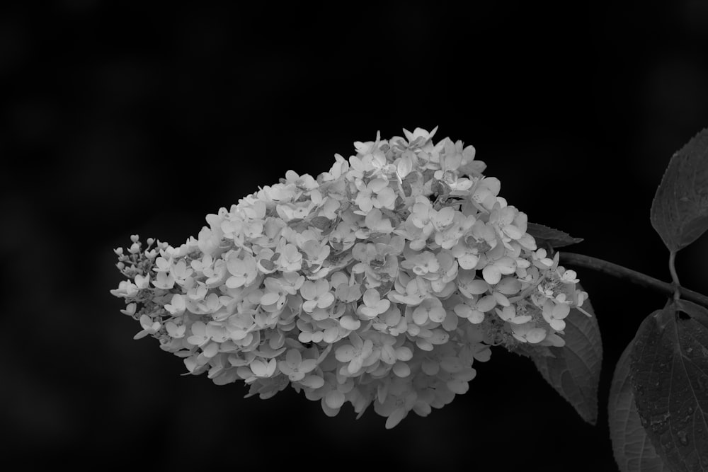 white cluster flower in close up photography