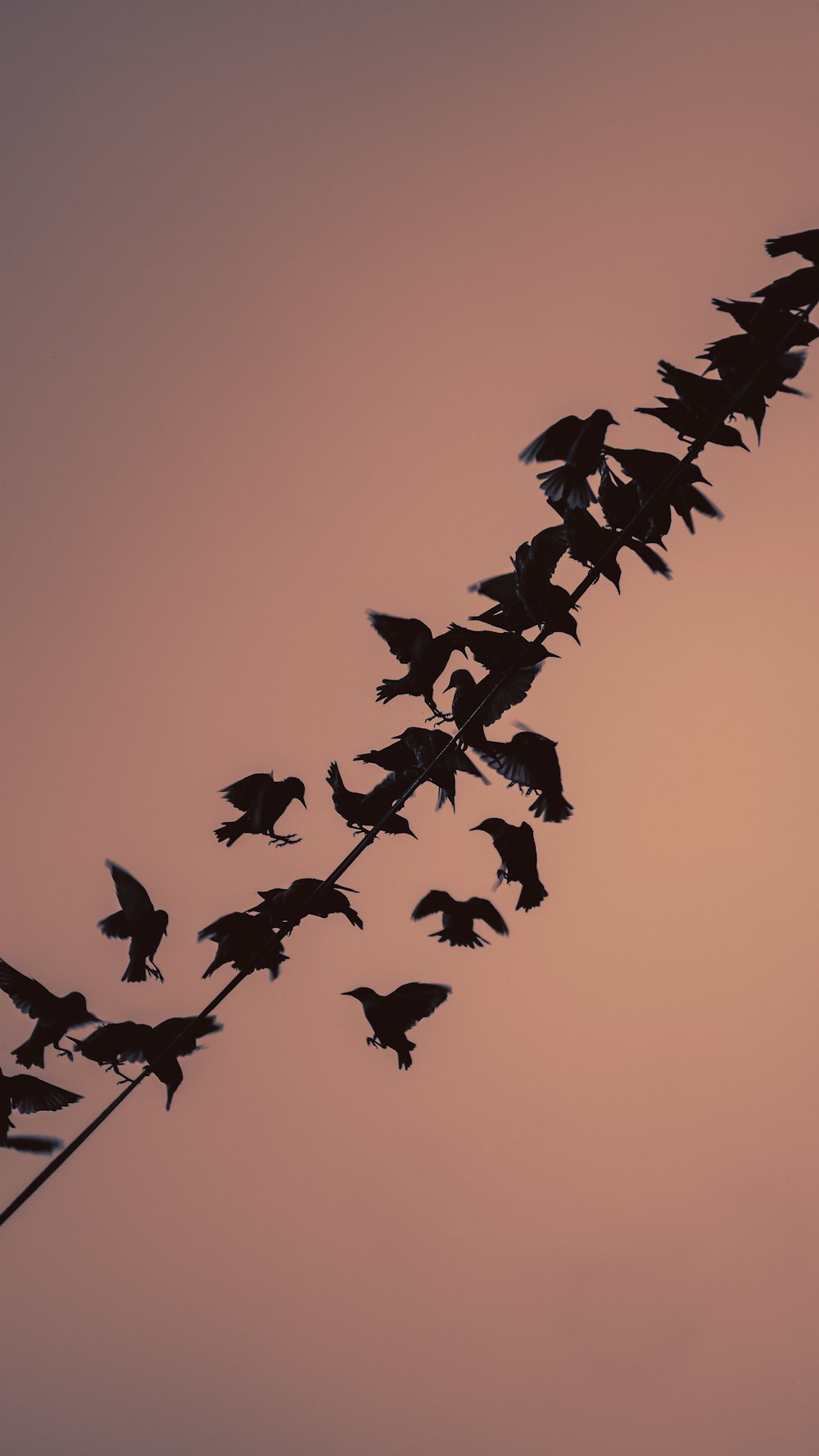 Silhouette von Vögeln, die tagsüber fliegen