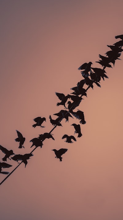 silhouette of birds flying during daytime