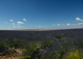 A sunlit lavender field stretching toward a quaint Provençal village under a clear blue sky.