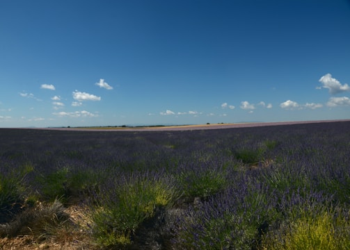 A sunlit lavender field stretching toward a quaint Provençal village under a clear blue sky.