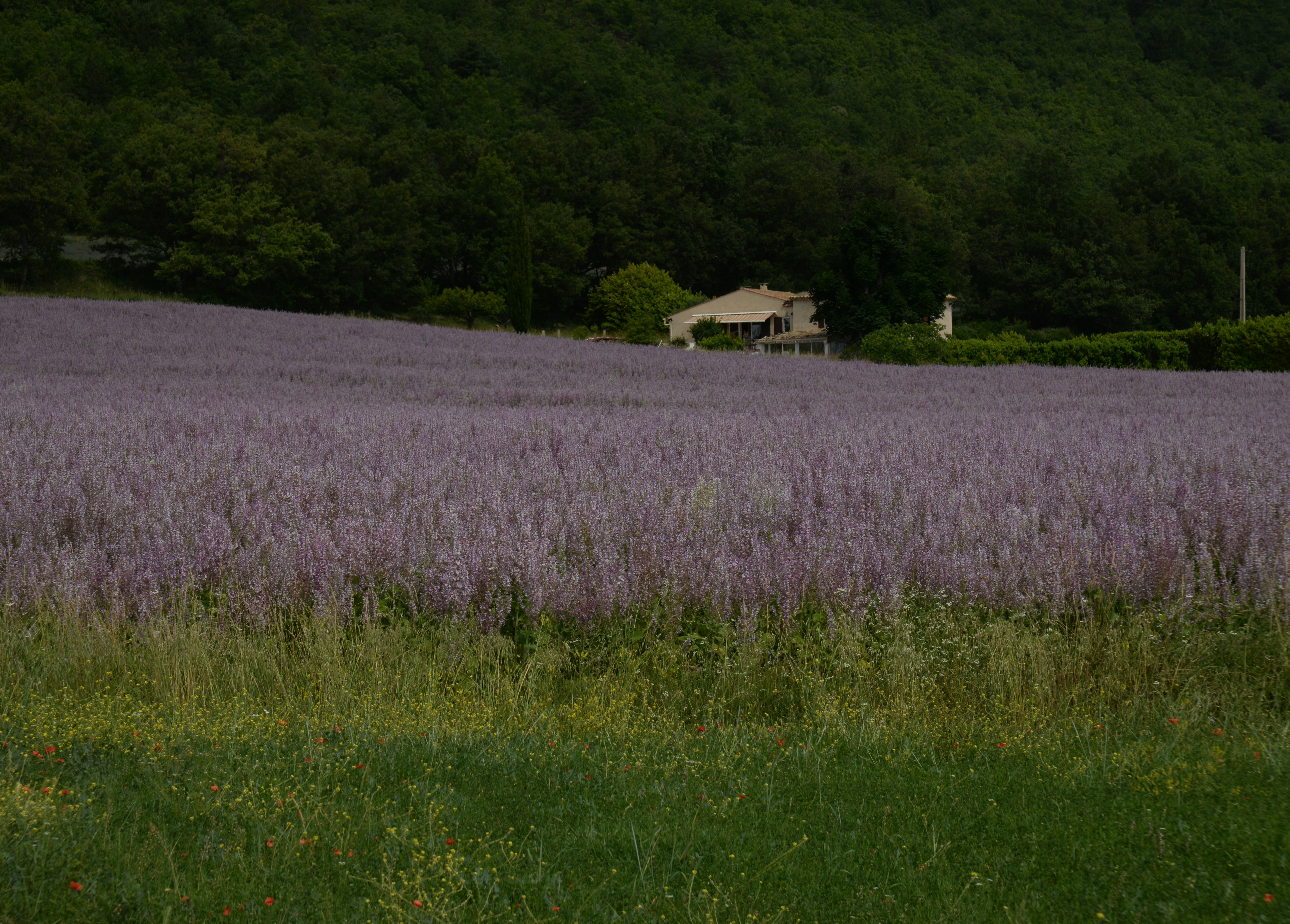 field of Salvia Sclarea, in Provence