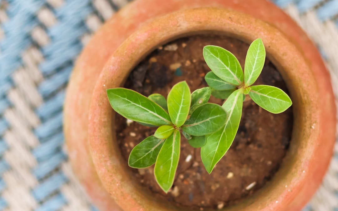 green plant on brown clay pot