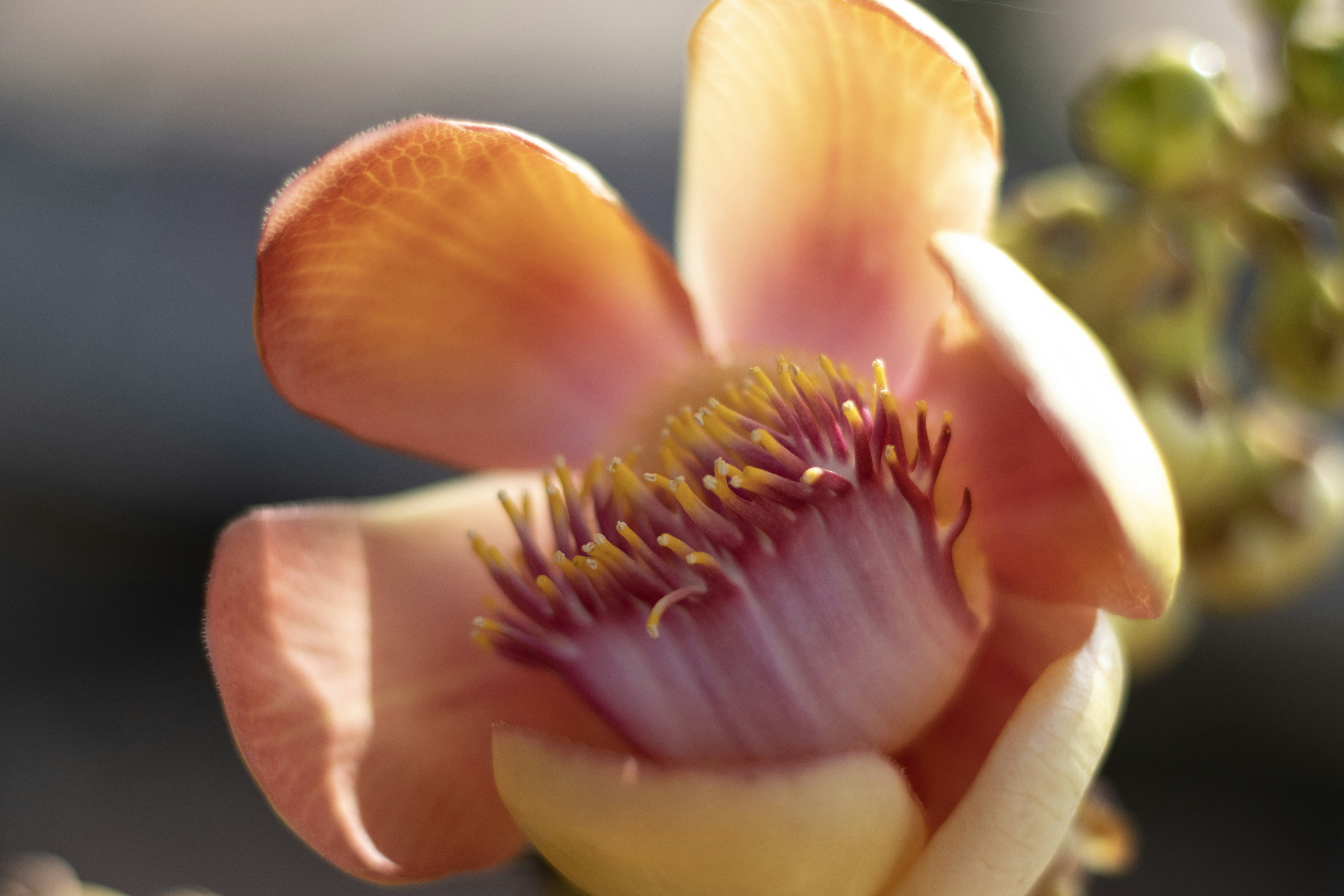 マクロ撮影でピンクと黄色の花の写真 Unsplashで見つけるスラトの無料写真