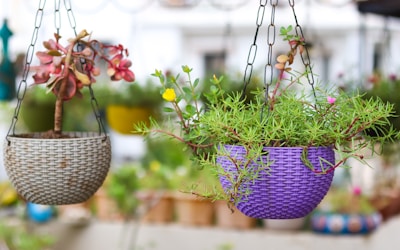 a couple of hanging baskets filled with plants