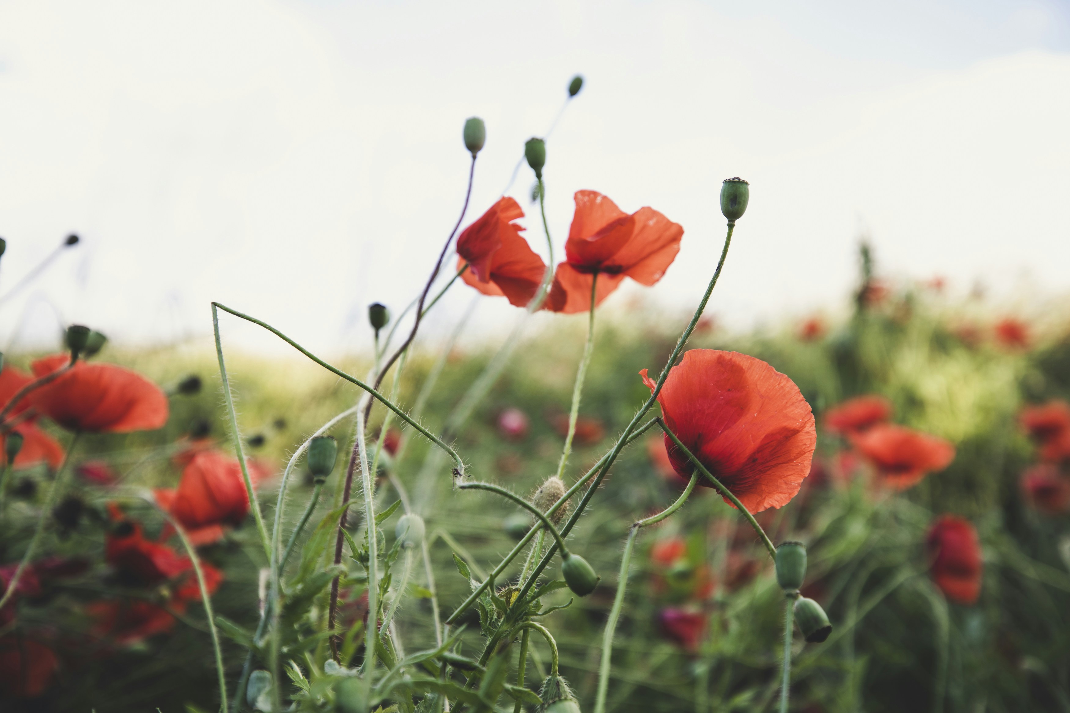 Photo by markusspiske