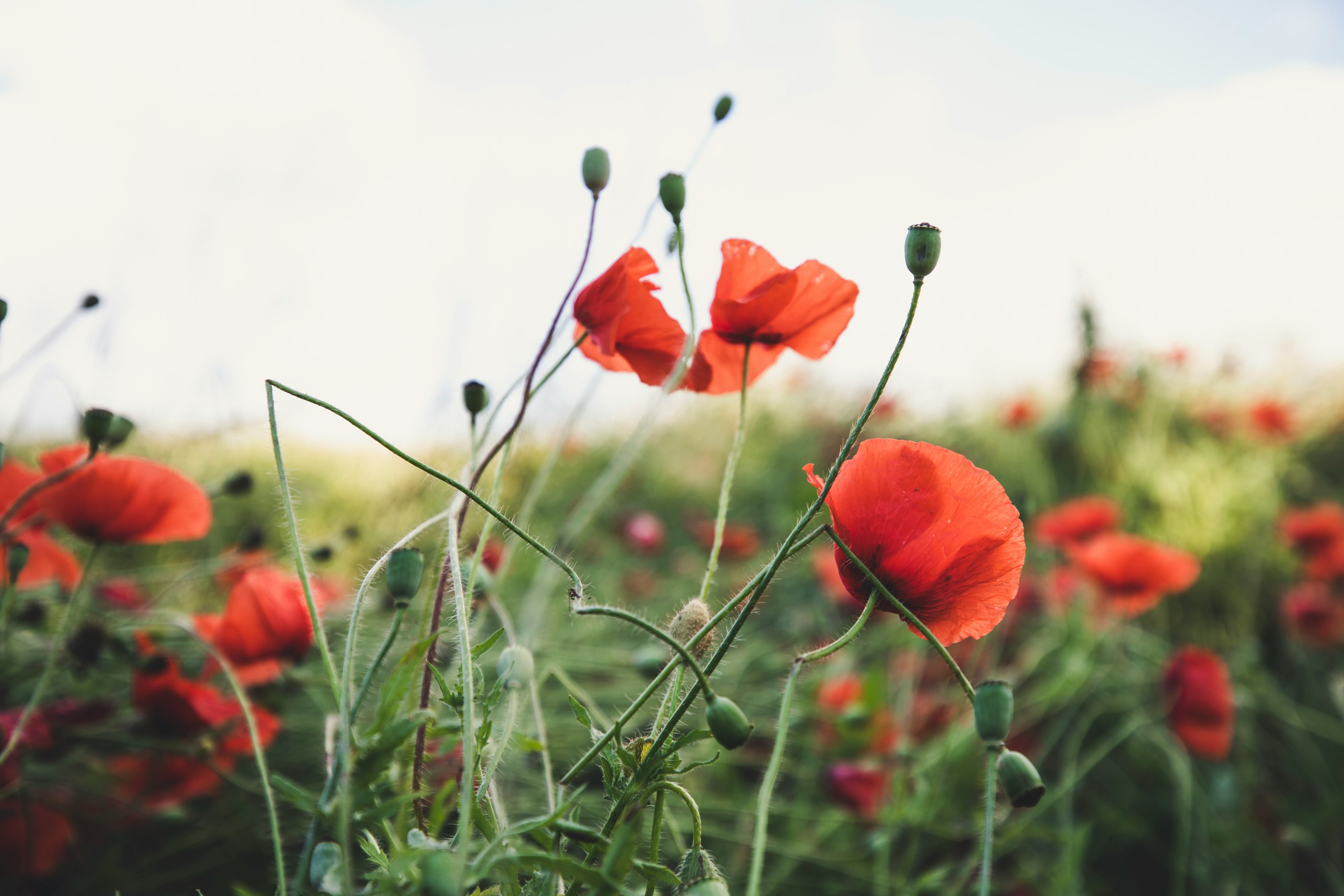 red flowers in tilt shift lens