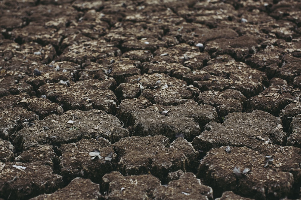 black stones on brown soil