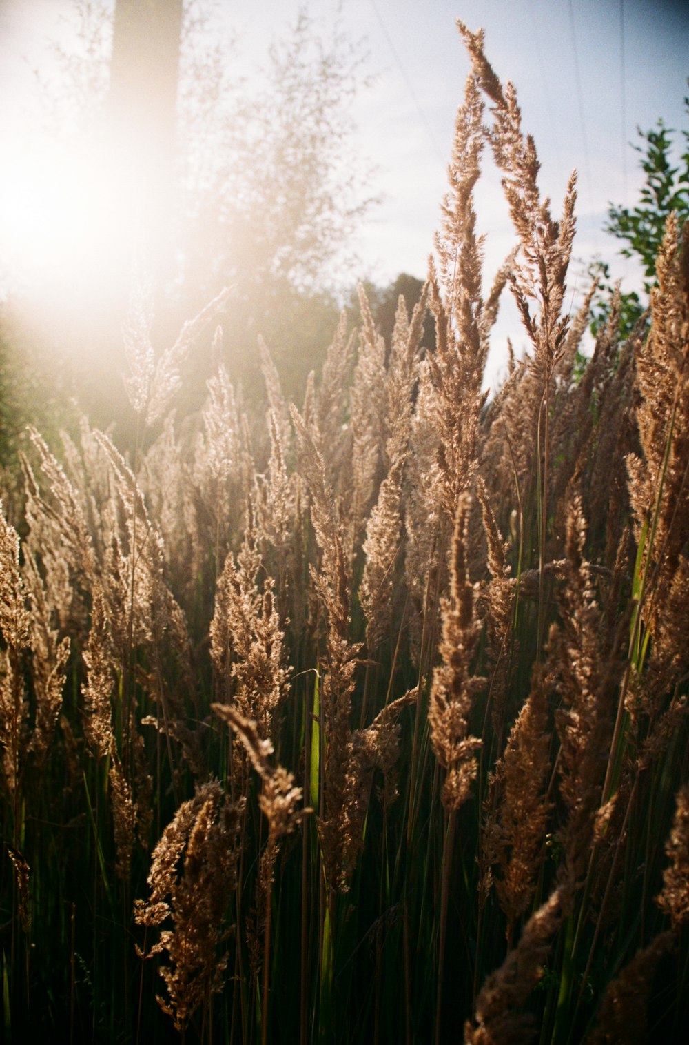 brown wheat field during daytime