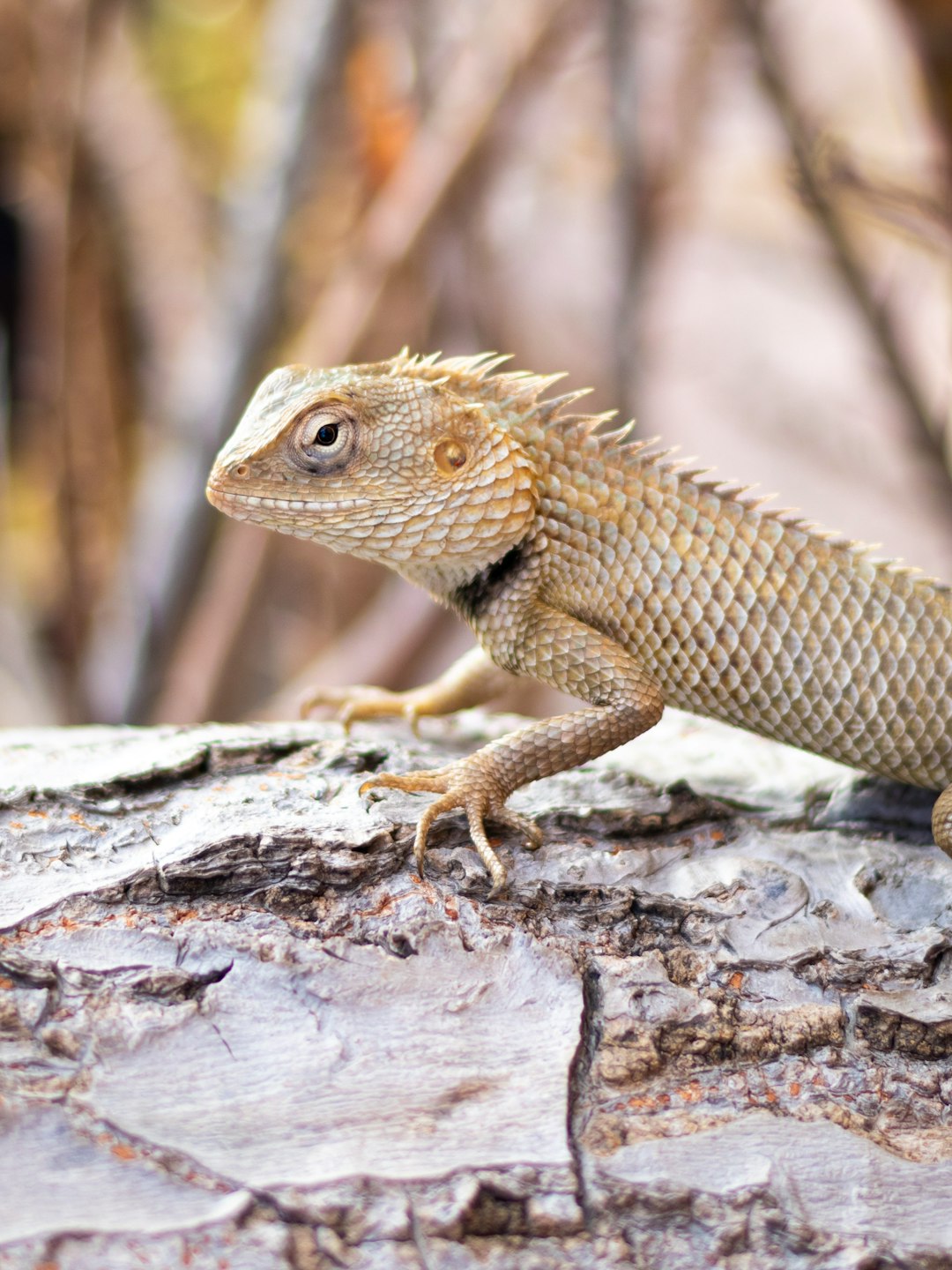 brown and white bearded dragon on brown wood