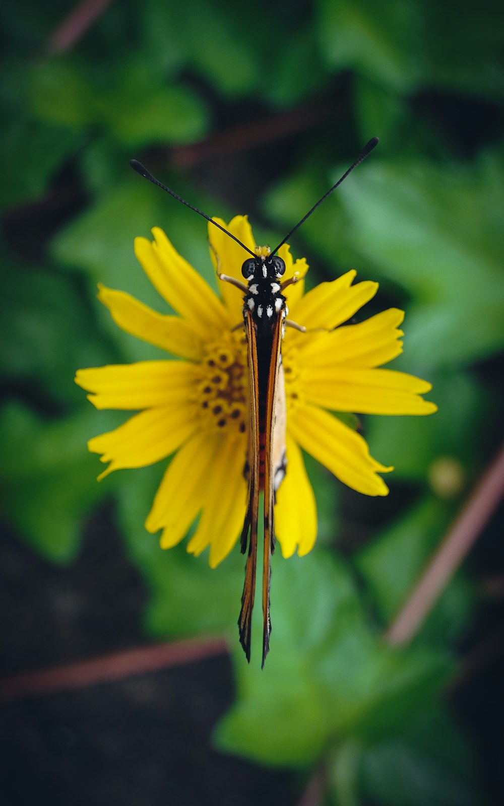 brown and black butterfly on yellow flower