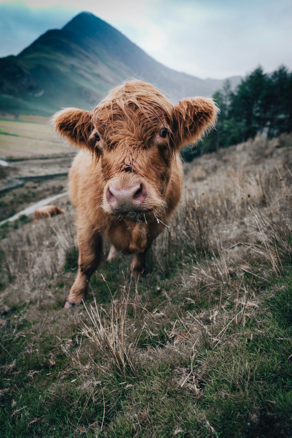 brown cow on green grass field during daytime