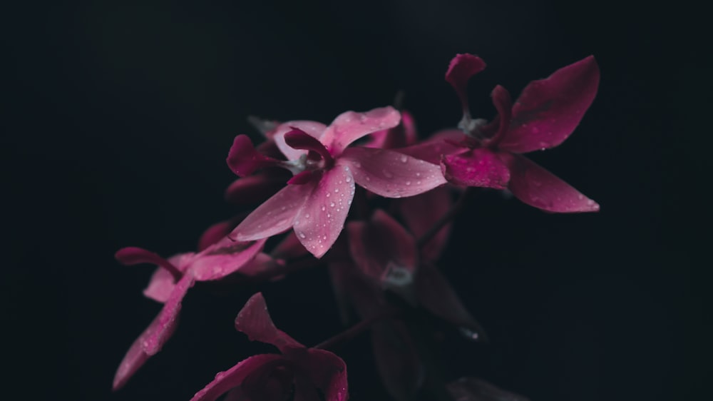 flor roja y blanca en fotografía de primer plano