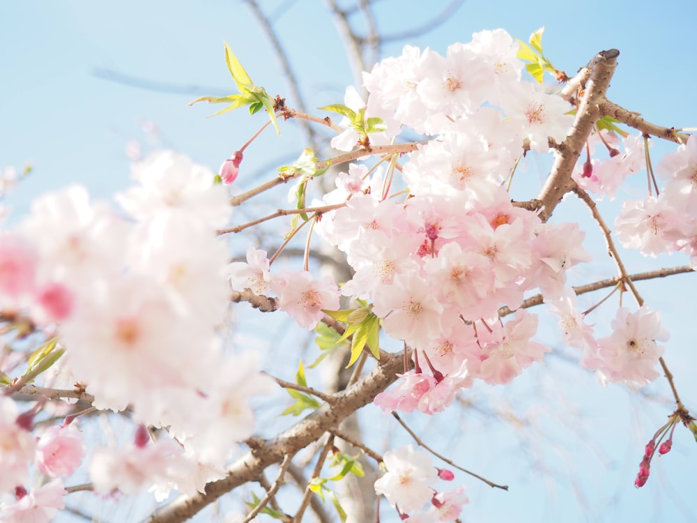 white and pink cherry blossom