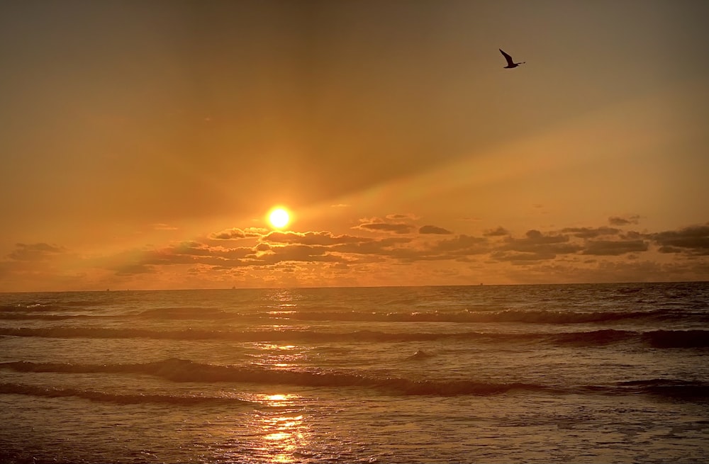 uccello che vola sopra il mare durante il tramonto