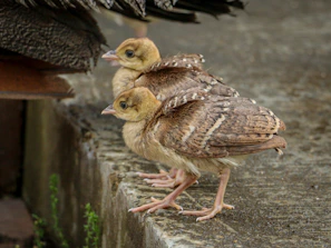 Close-up of tiny chicks perched confidently on a sturdy 4-inch plank with soft soil beneath