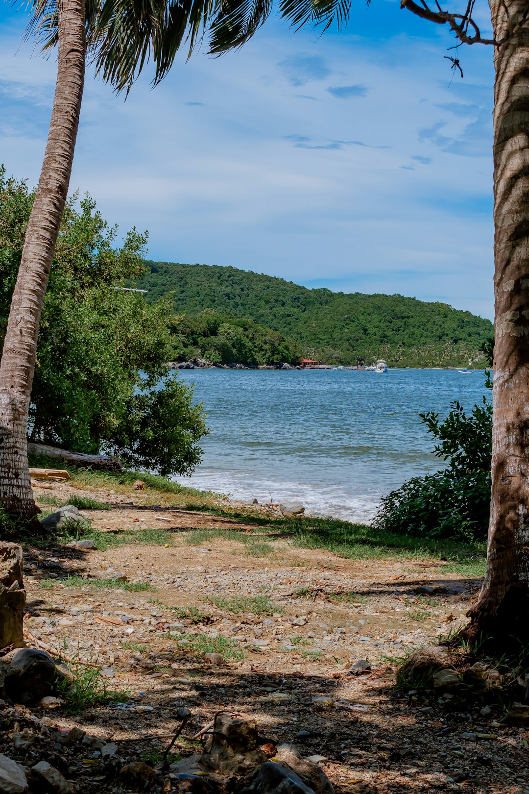 green trees near body of water during daytime