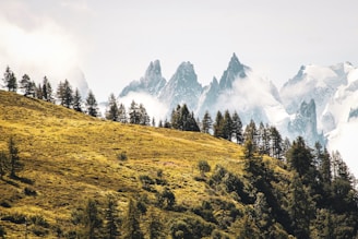 green trees on mountain under white sky during daytime