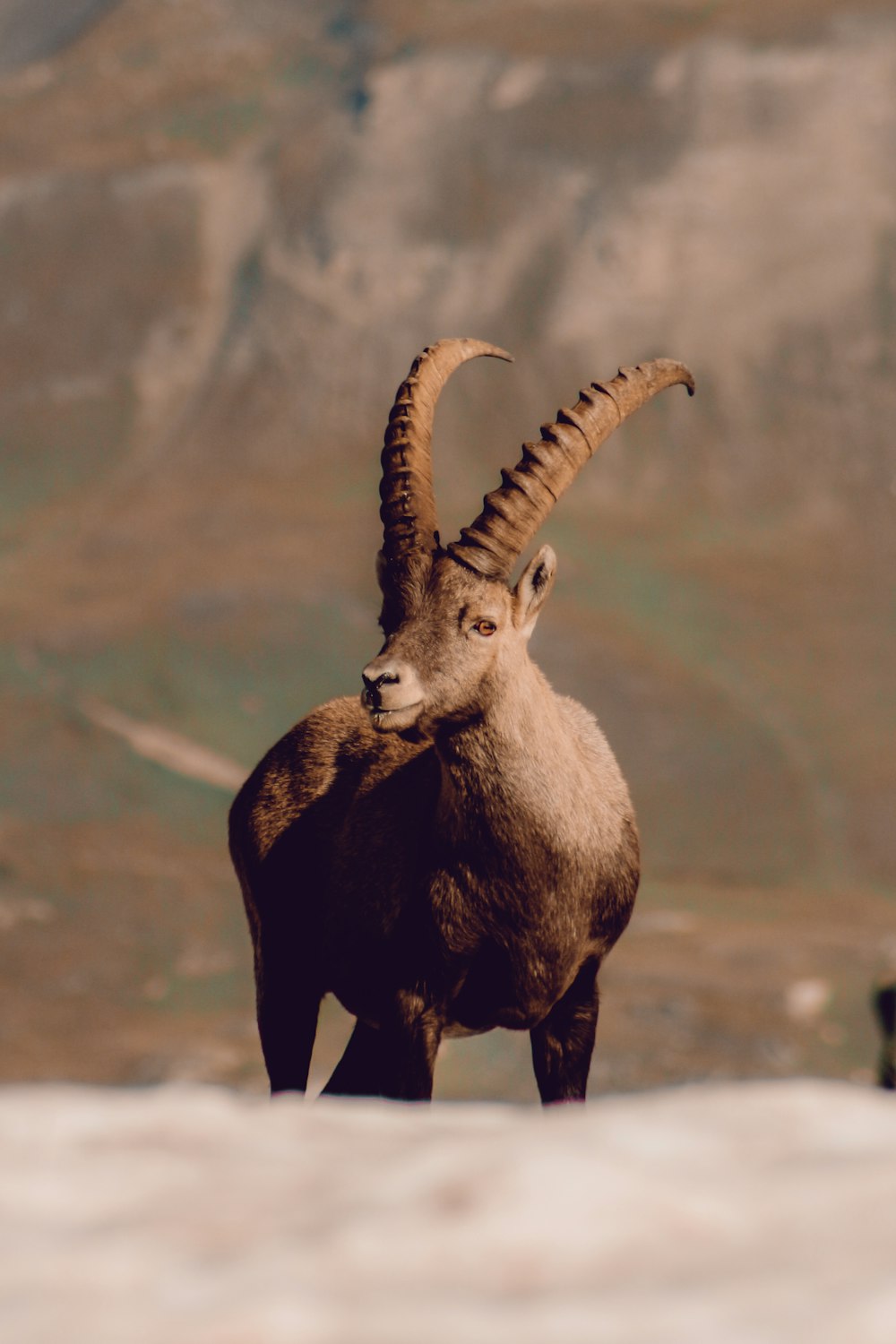 brown ram on white sand during daytime