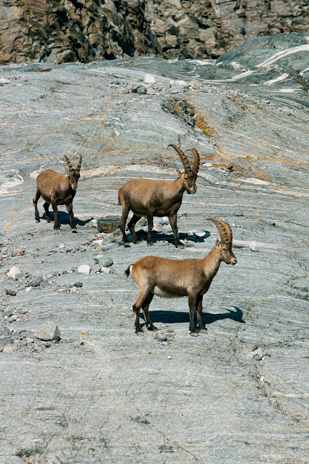 brown ram on gray rock during daytime