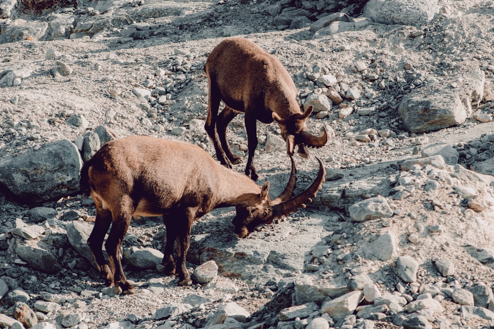 brown deer on rocky ground during daytime