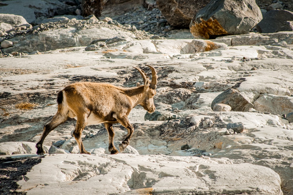 brown deer on white snow covered ground during daytime