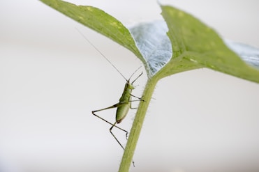 green grasshopper perched on green leaf in close up photography during daytime
