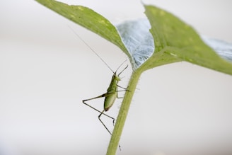 green grasshopper perched on green leaf in close up photography during daytime
