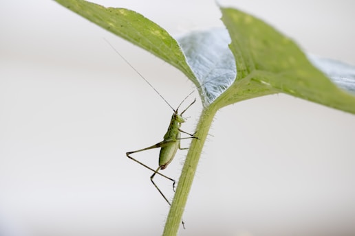 green grasshopper perched on green leaf in close up photography during daytime