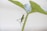 green grasshopper perched on green leaf in close up photography during daytime