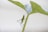 green grasshopper perched on green leaf in close up photography during daytime