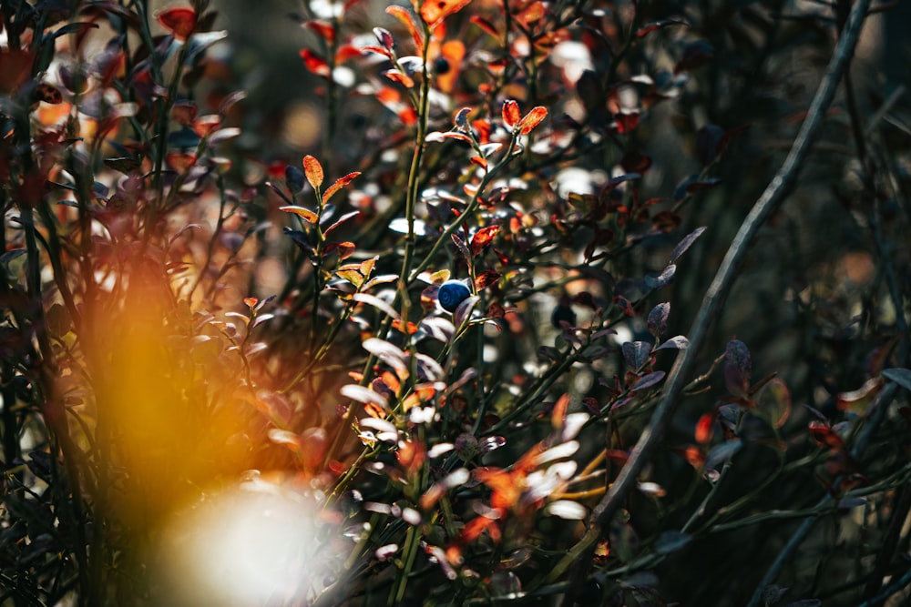 green and red plant during daytime