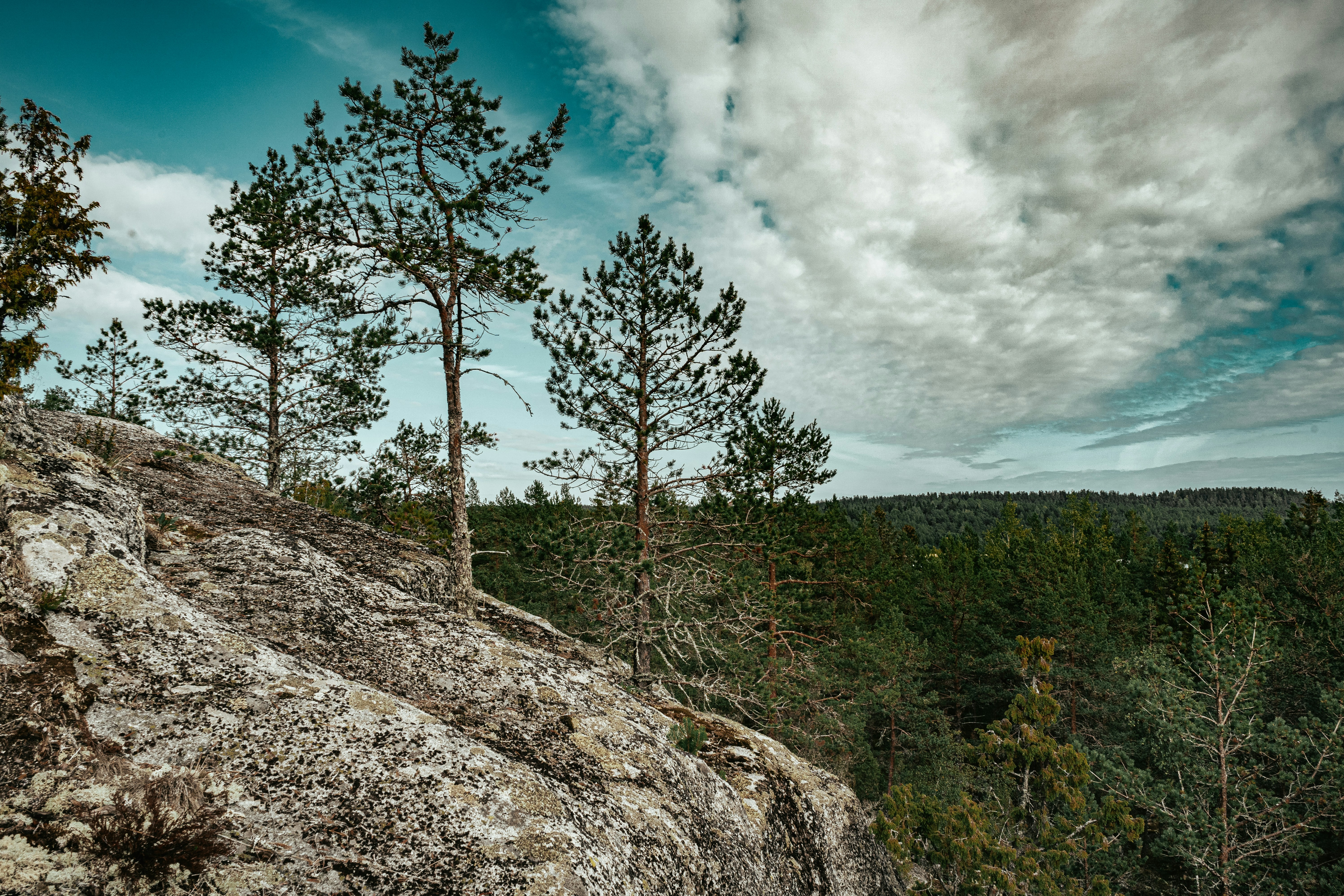 green trees on hill under white clouds and blue sky during daytime