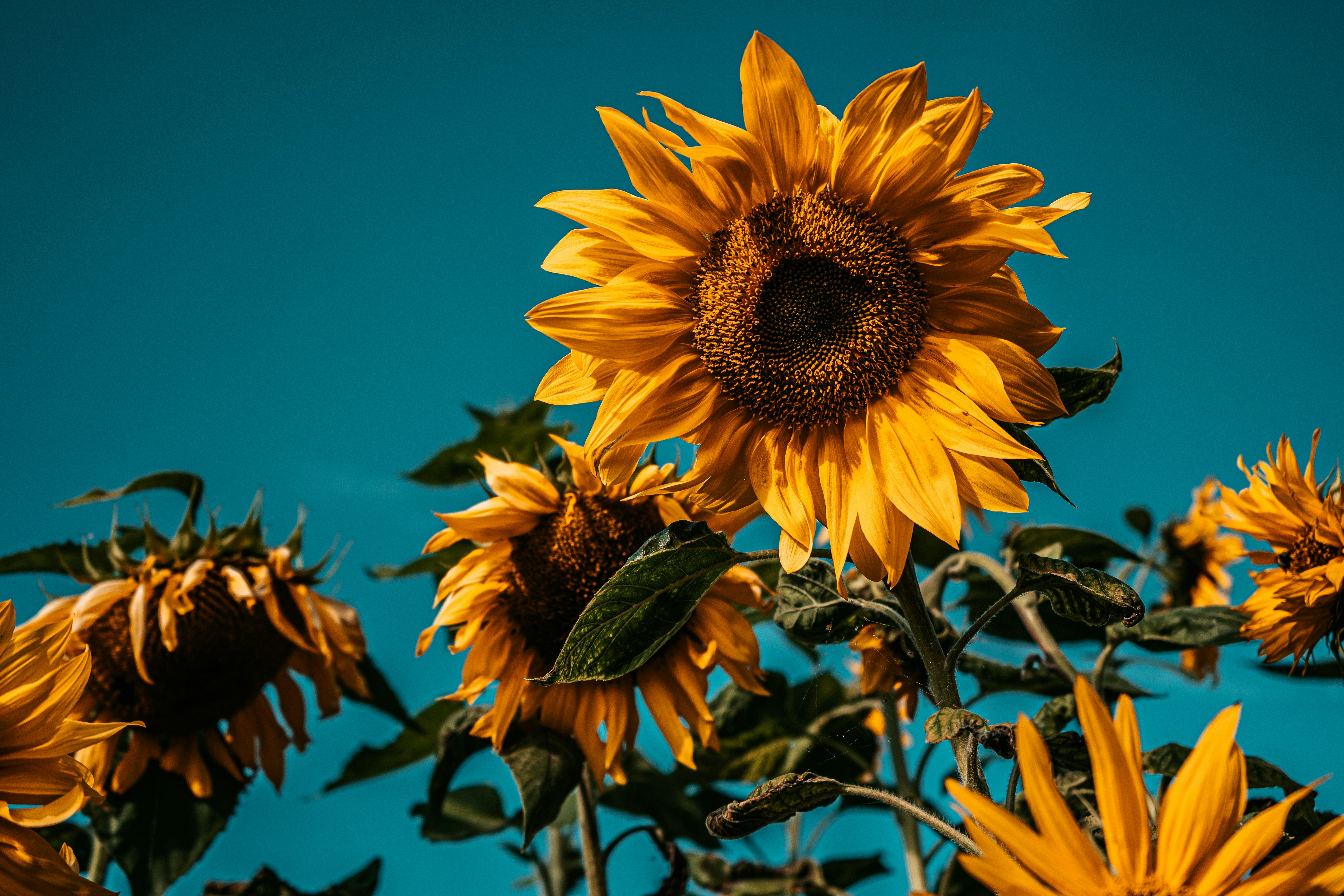 yellow sunflower in close up photography