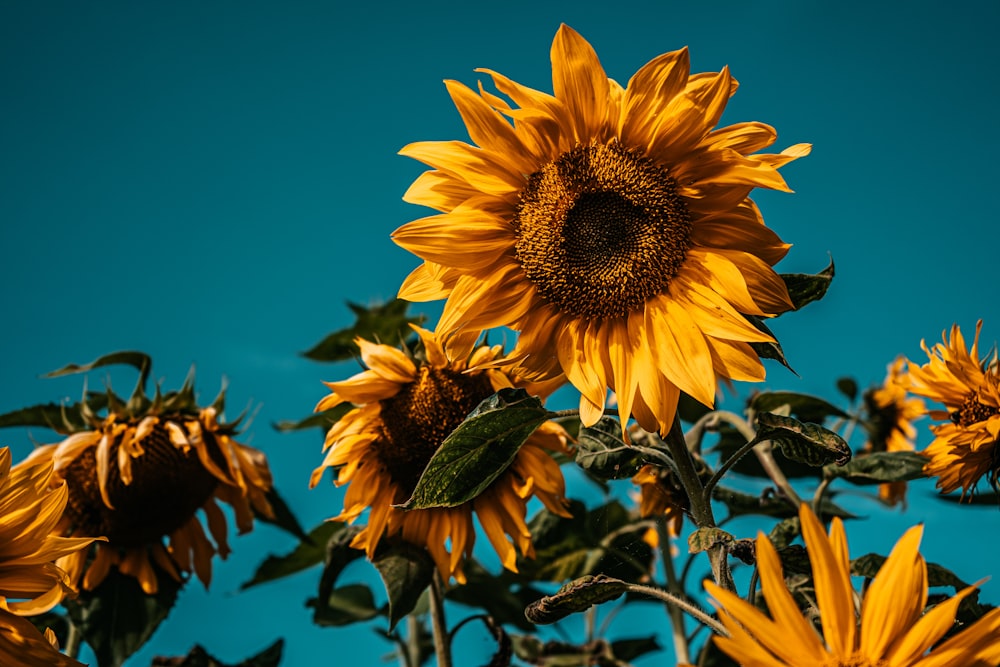 yellow sunflower in close up photography