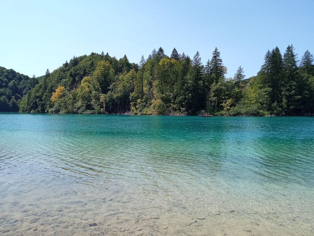 green trees beside body of water during daytime