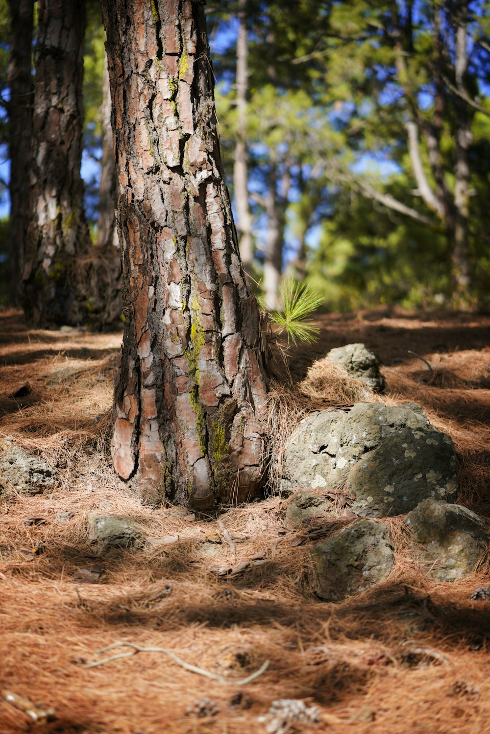 brown tree trunk on brown soil