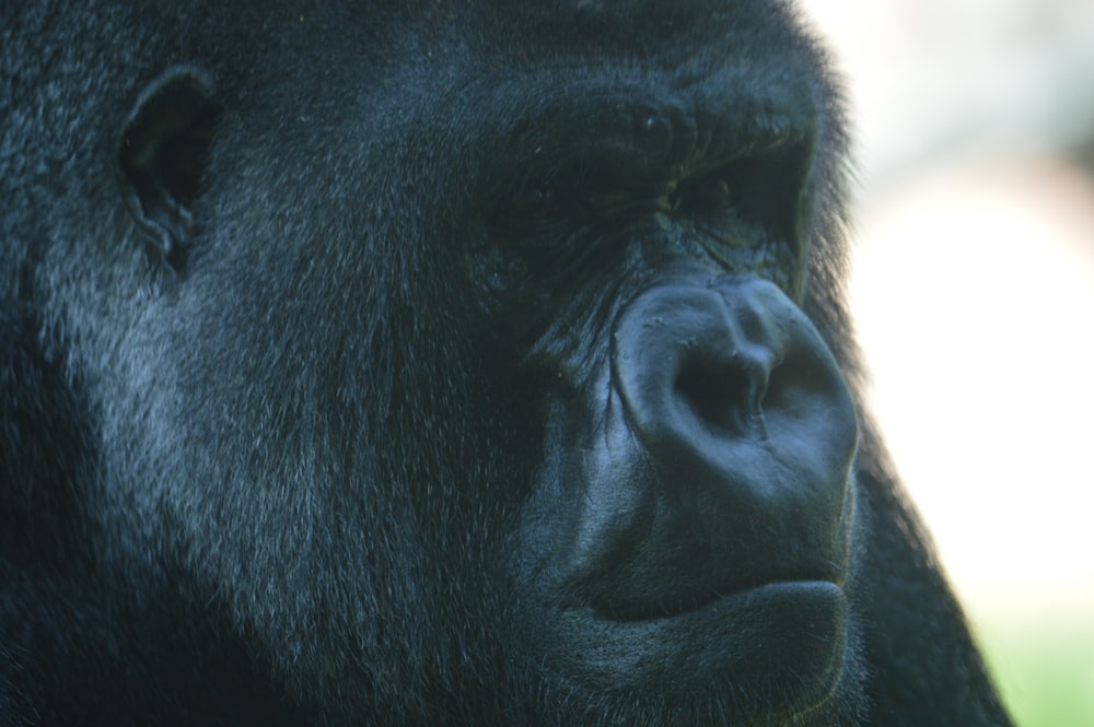 black gorilla in close up photography