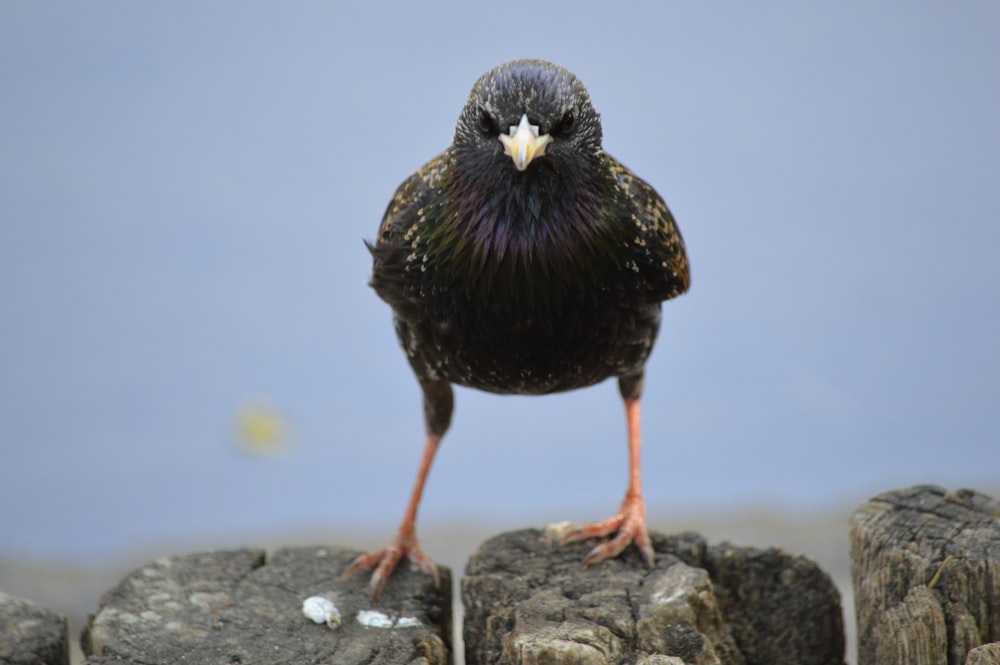 black bird on gray rock