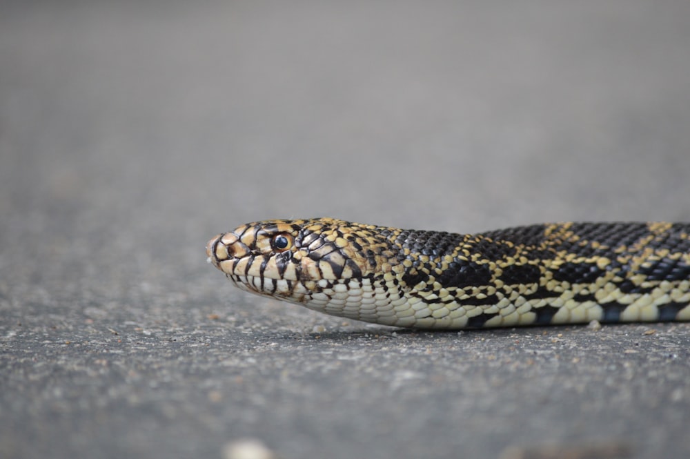 black and brown snake on gray sand