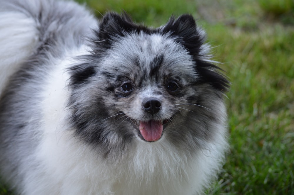 white and black long coat small dog