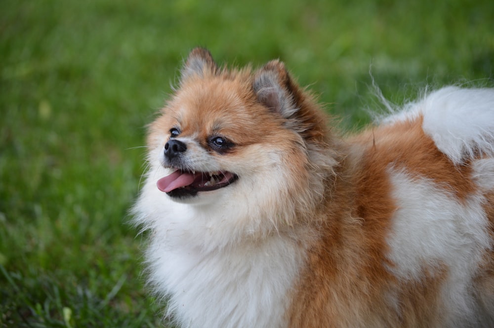 昼間の緑の芝生の上の茶色と白のポメラニアンの子犬