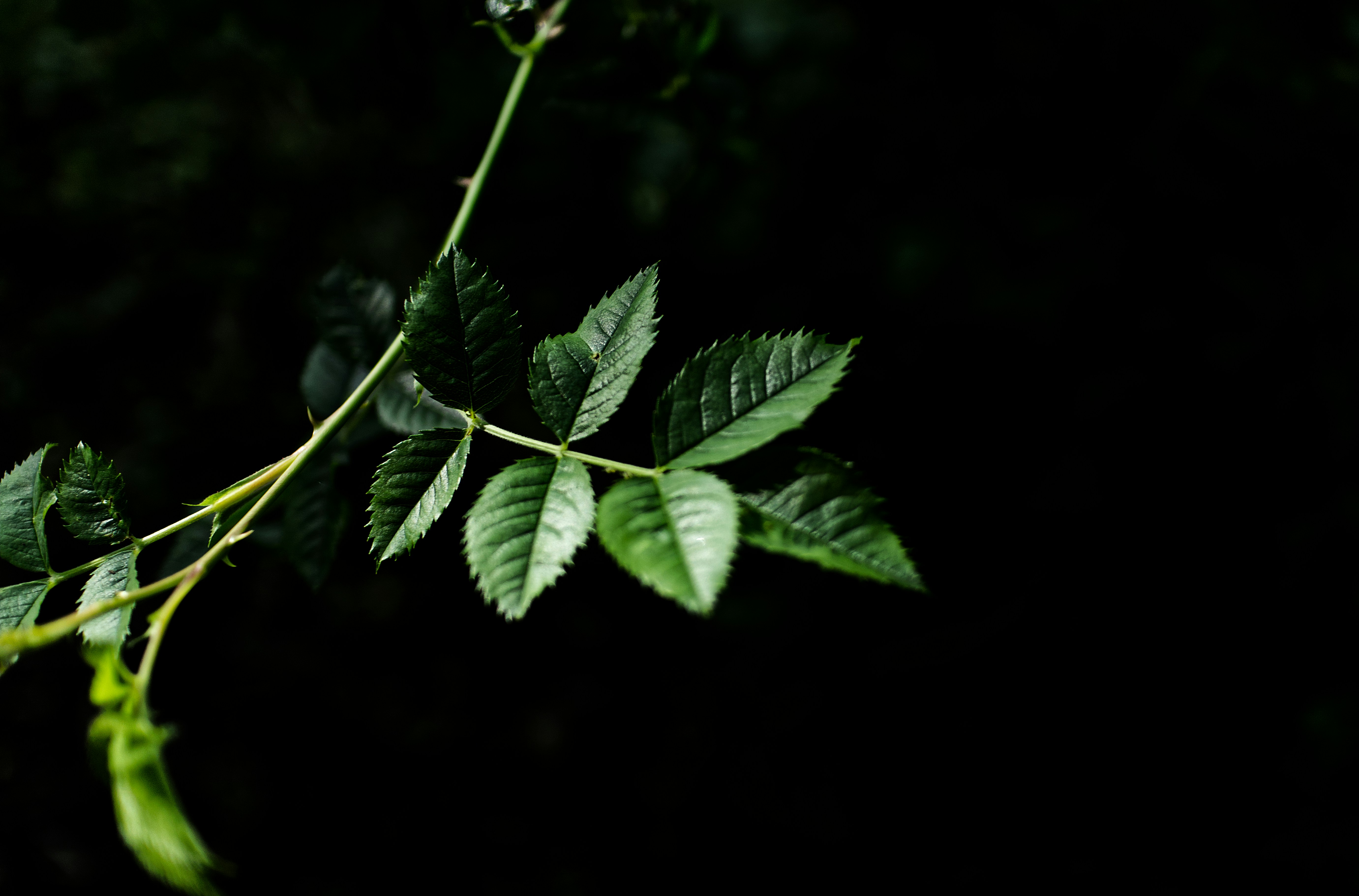 Leaf in dramatic lighting