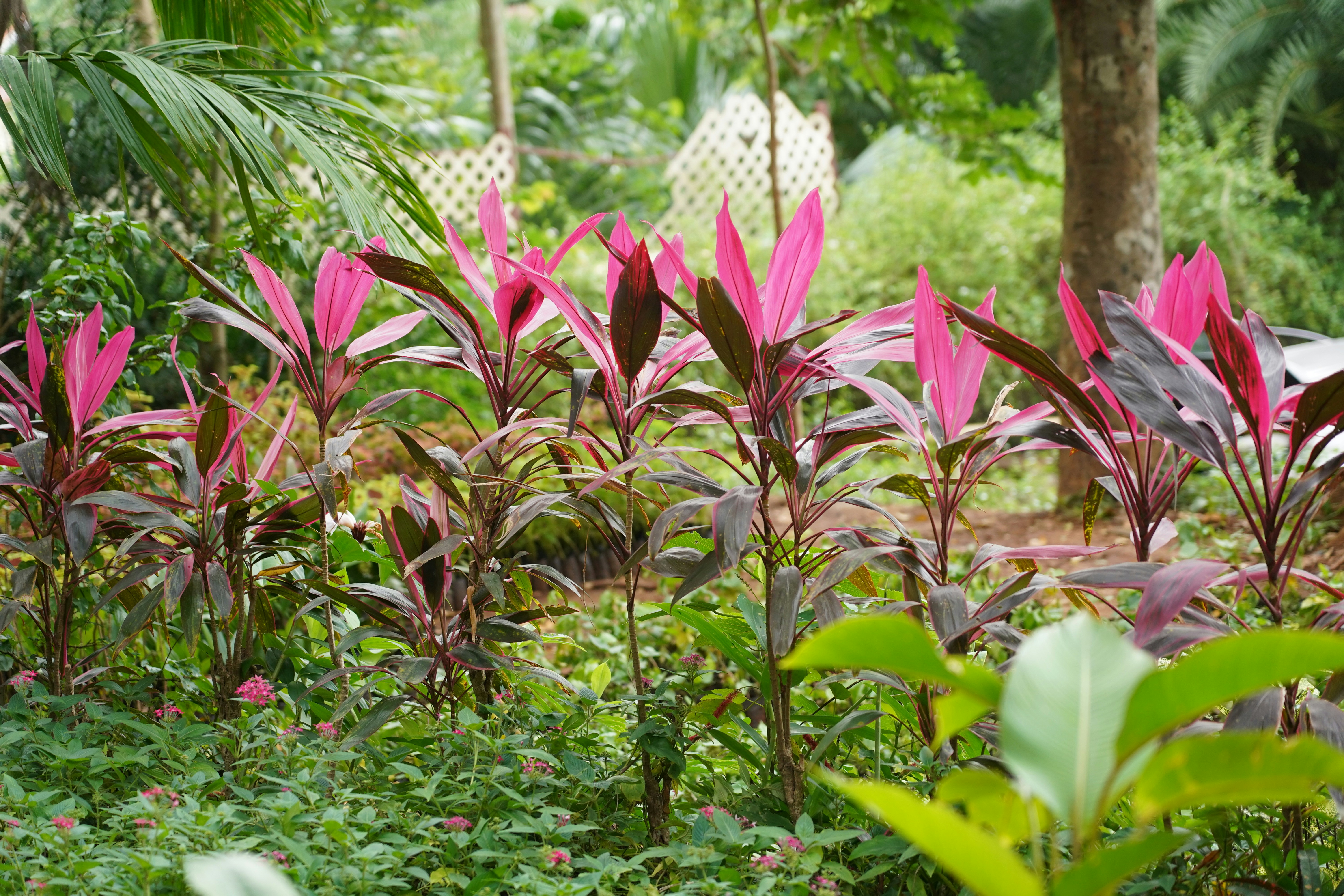 red and green plant on green grass during daytime