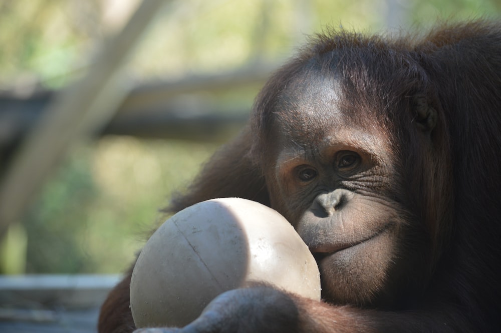 brown monkey holding white egg during daytime