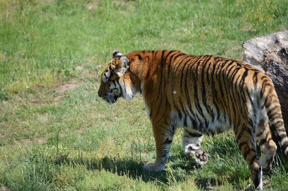 brown and black tiger walking on green grass during daytime