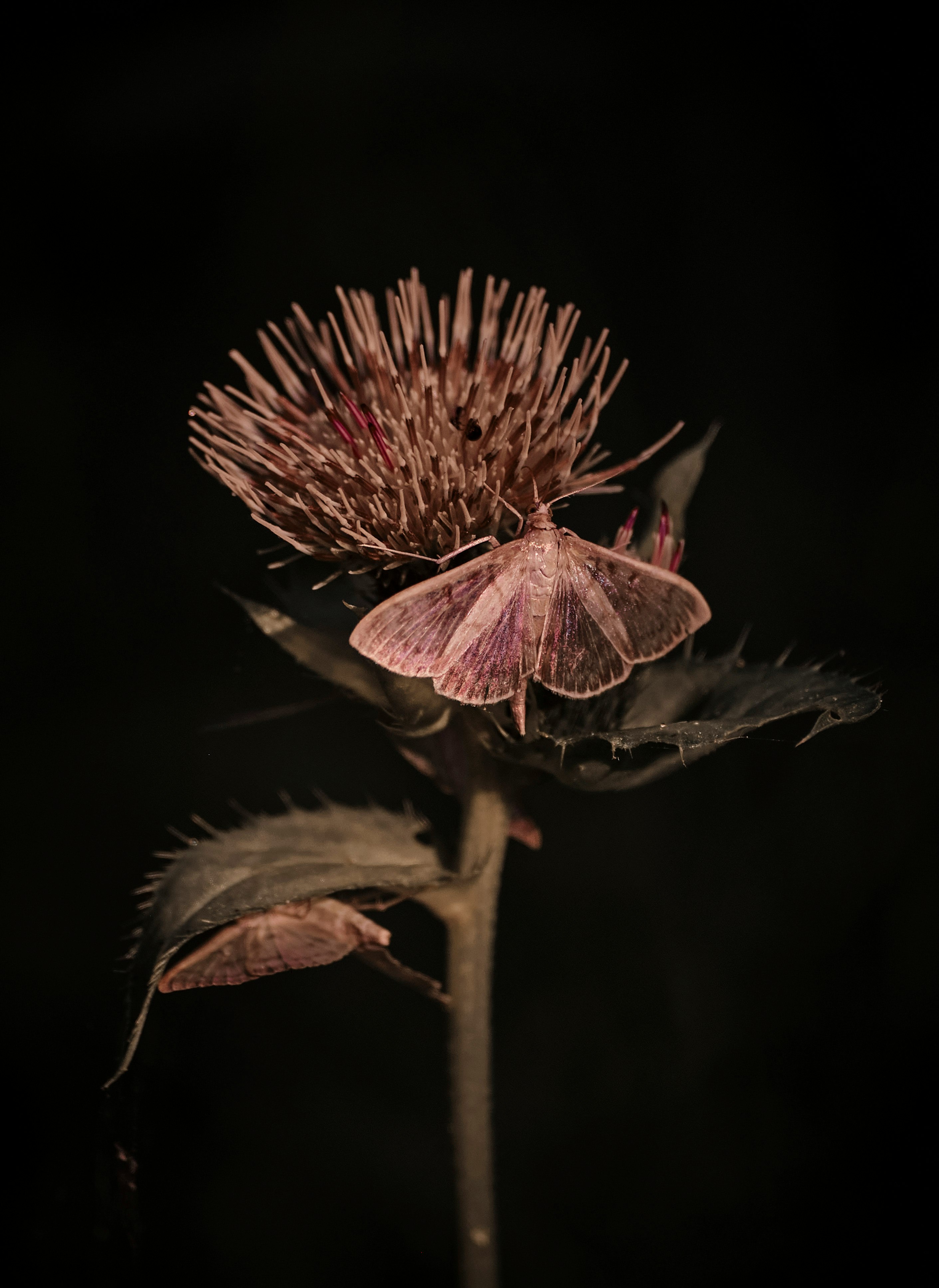 purple flower in tilt shift lens