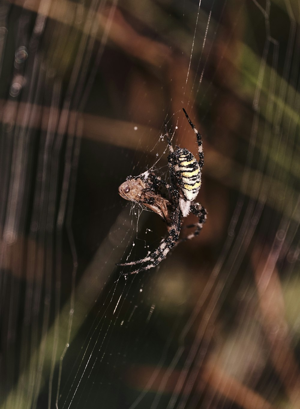 black and white spider on web in close up photography during daytime