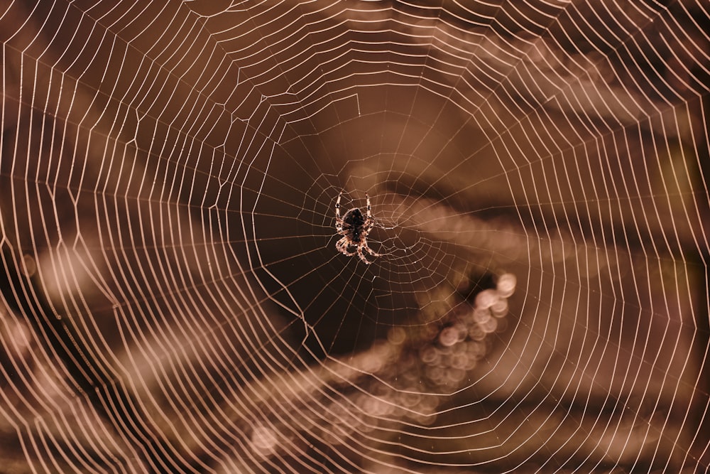 spider on spider web in close up photography