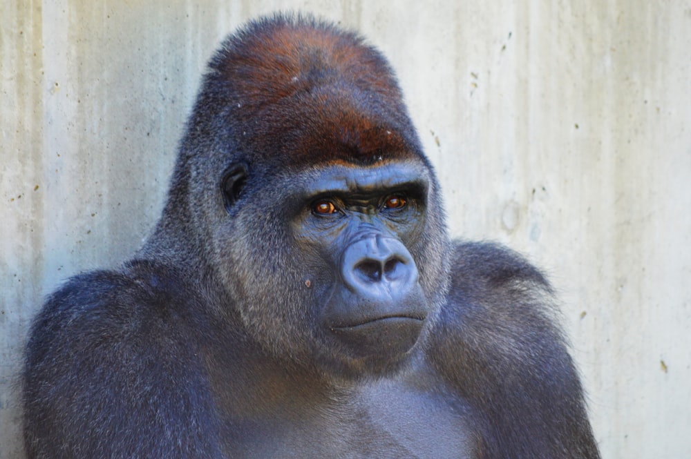 black gorilla in close up photography